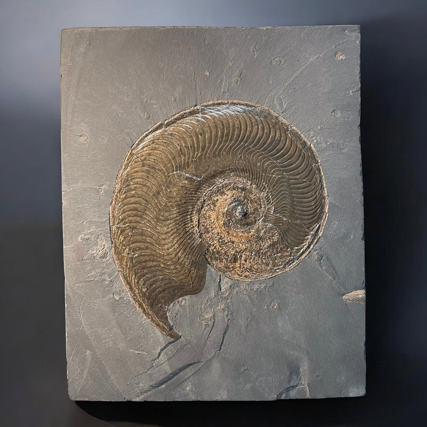 F2396 | Ammonite | Harpoceras falcifer