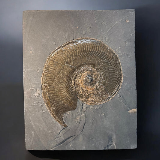 F2396 | Ammonite | Harpoceras falcifer