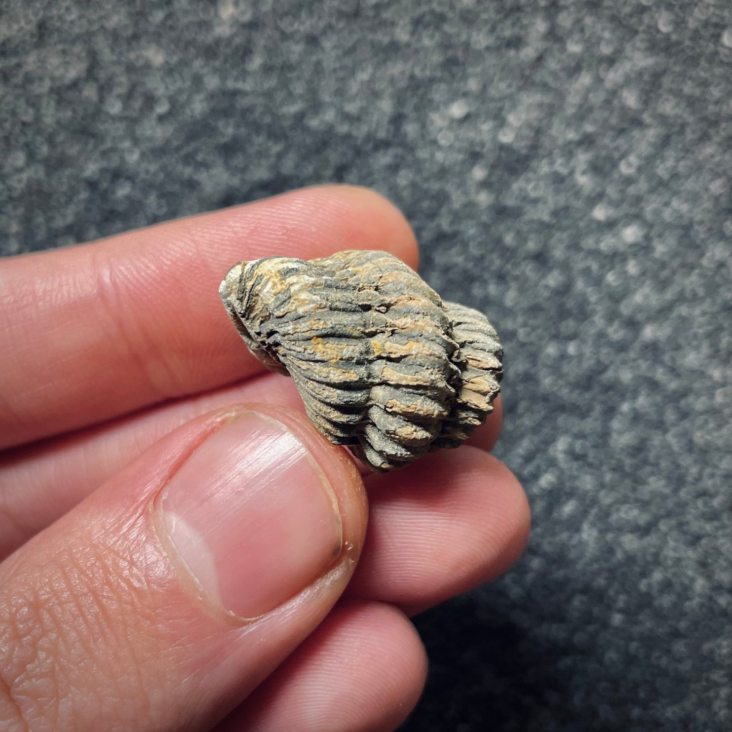 F1384 | Trilobite | Flexicalymene sp.