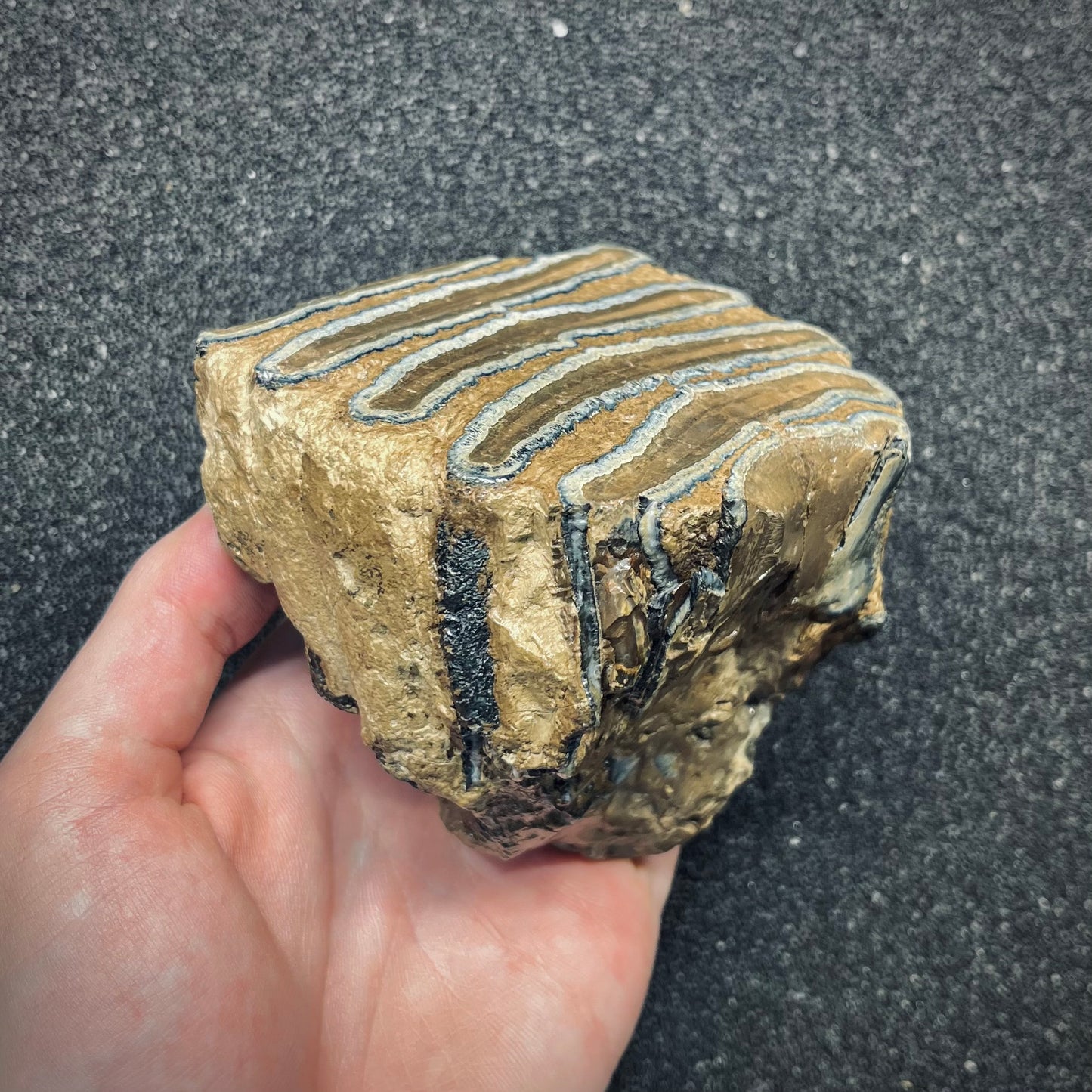 F2783 | Mammut | Mammuthus sp.