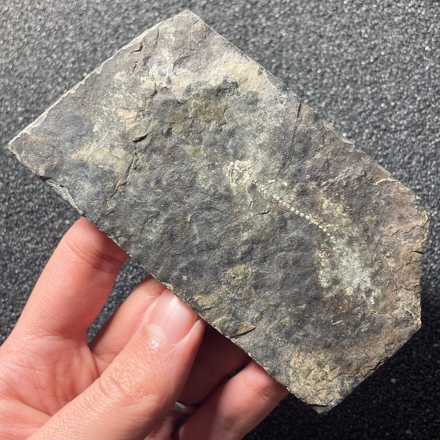 F2110 | Anfibio | Branchiosauridae indet.