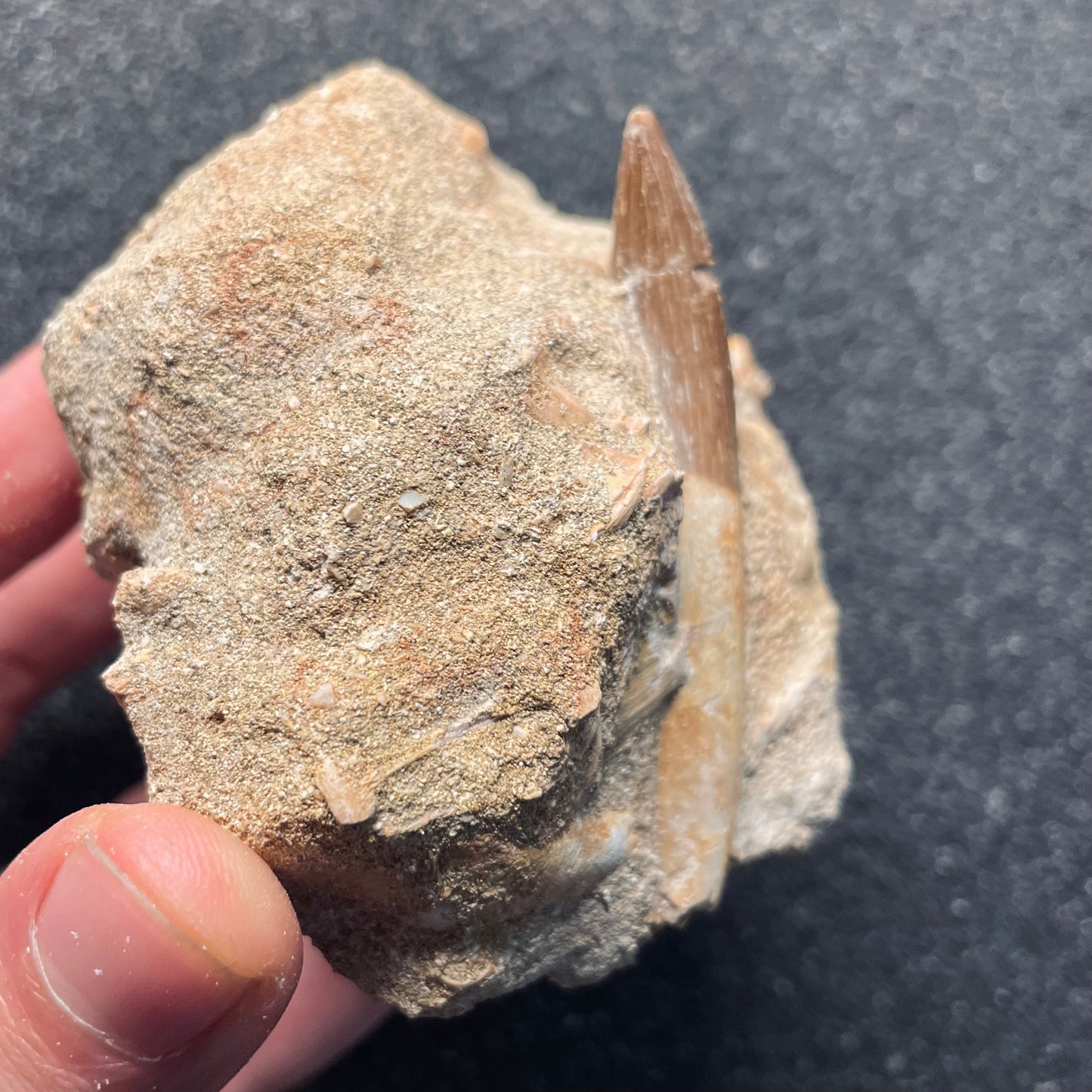 F2126 | Elasmosauro | Zarafasaura oceanis