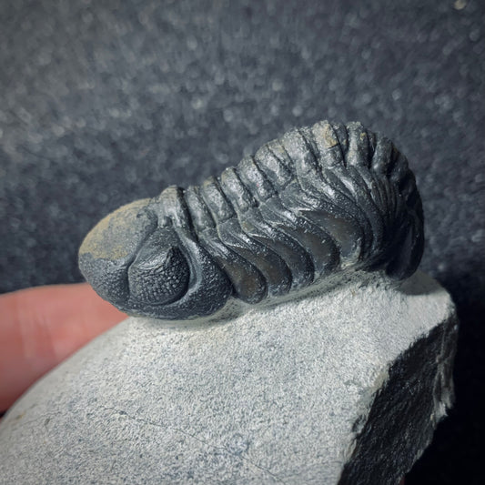 F489 | Trilobite | Phacopidae indet.