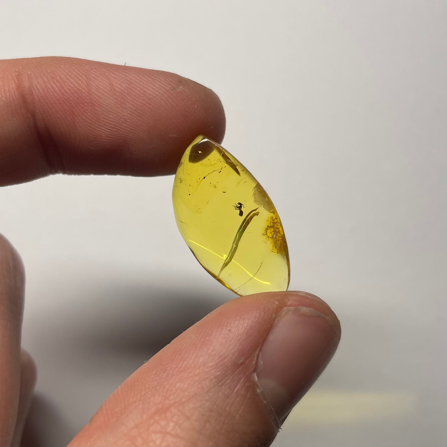 F2429 | Ambra con inclusione | Ctenobethylus goepperti