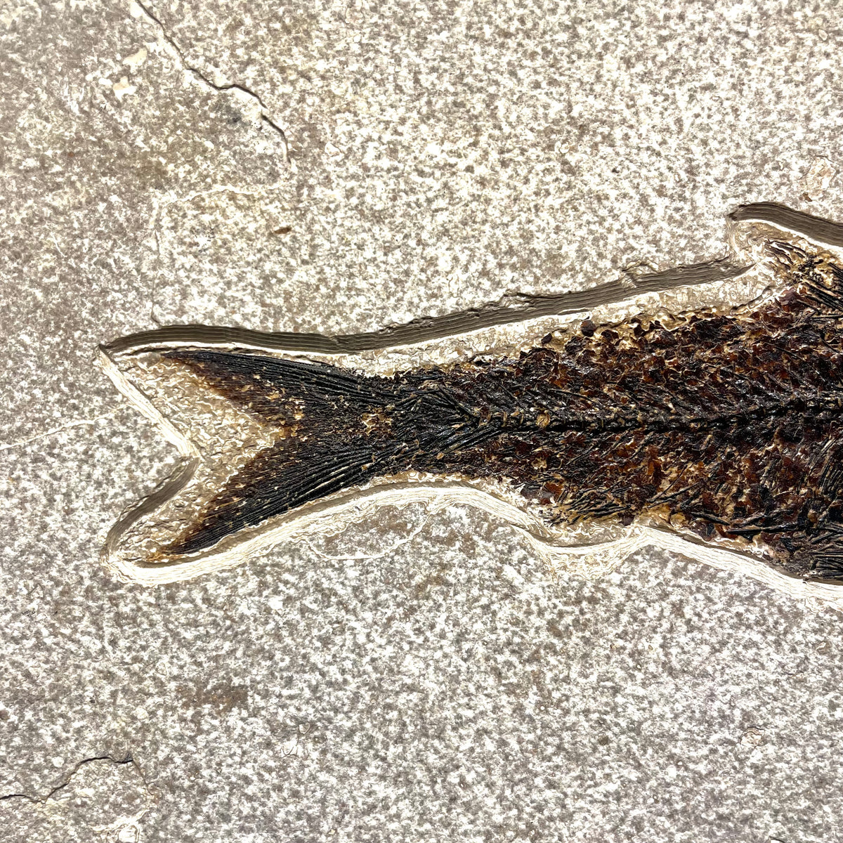 F3067 | Pesce | Knightia eocaena