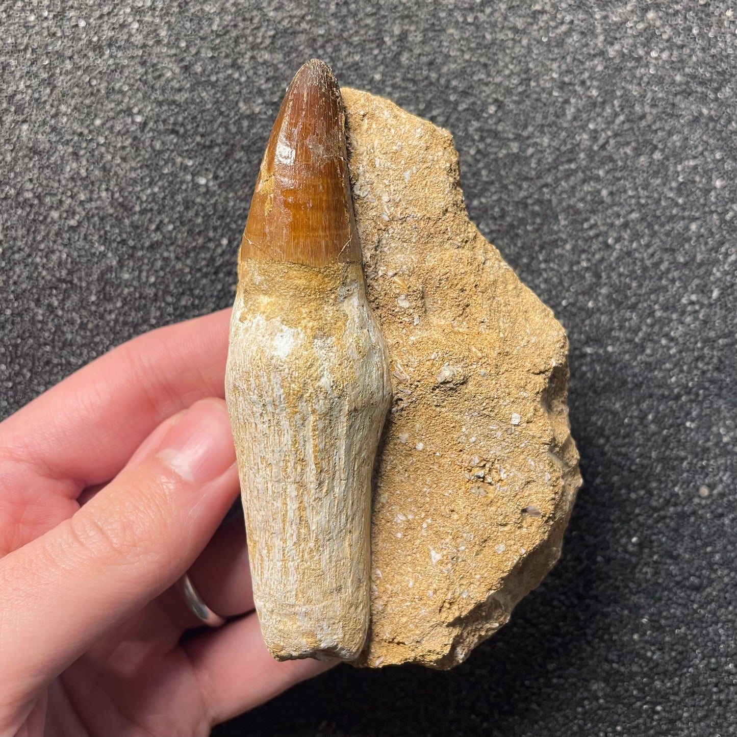 F2287 | RARO | Mosasauro | Prognathodon curii
