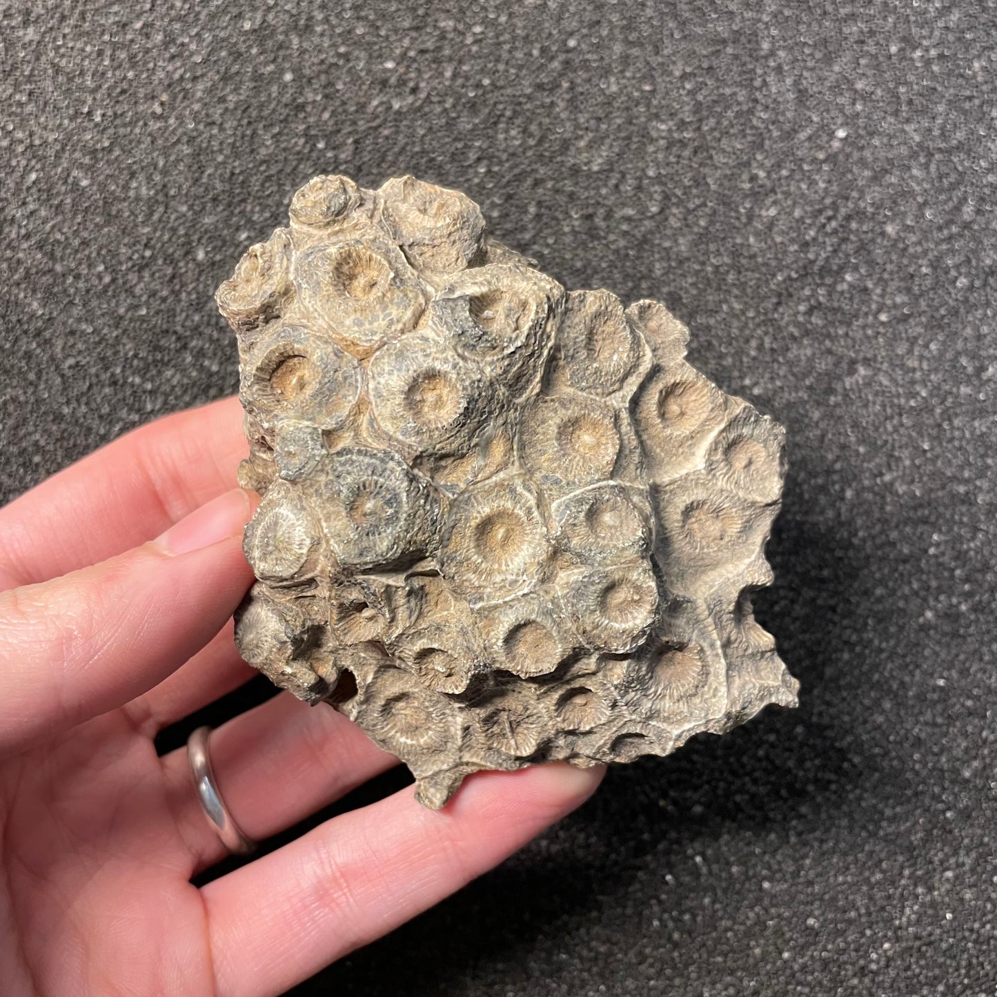 F2471 | Corallo | Hexagonaria sp.
