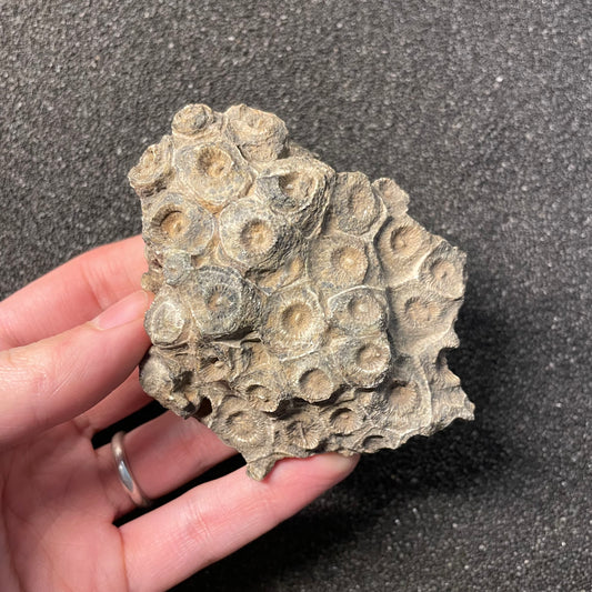 F2471 | Corallo | Hexagonaria sp.