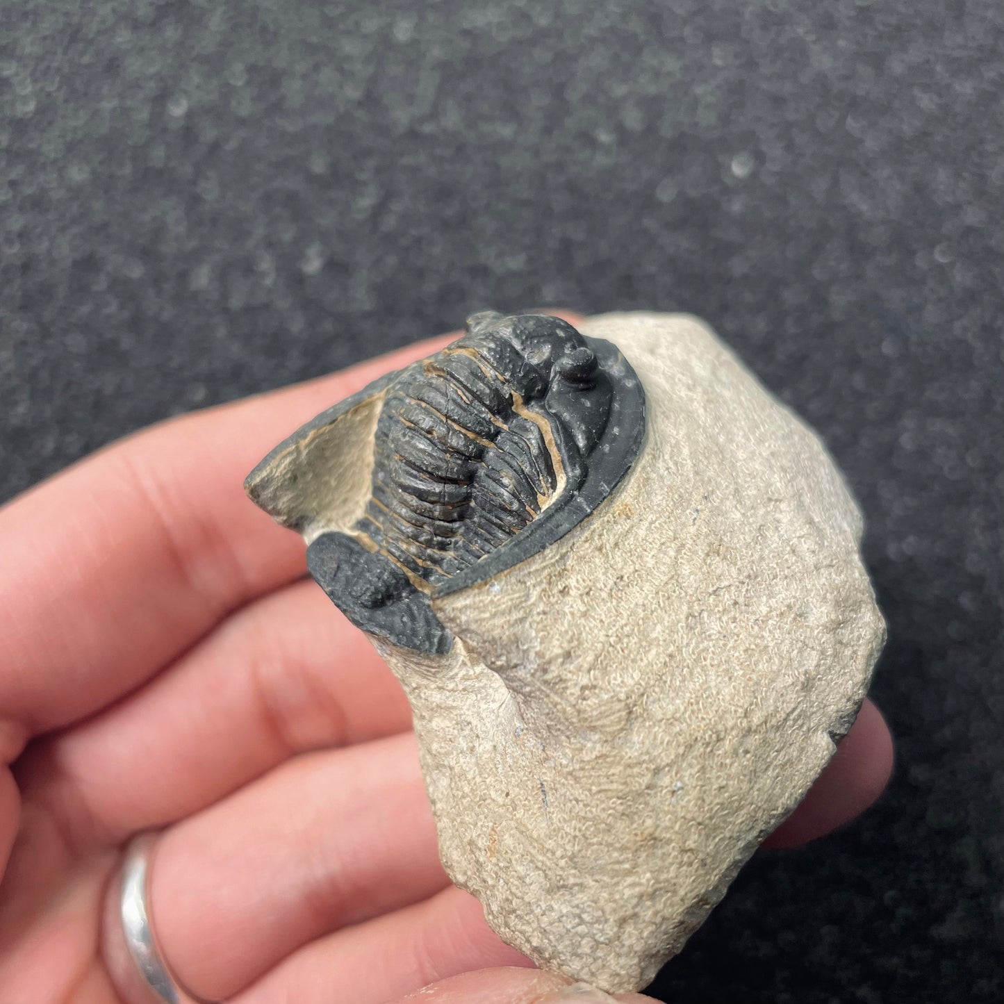F2588 | Trilobite | Diademaproetus sp.