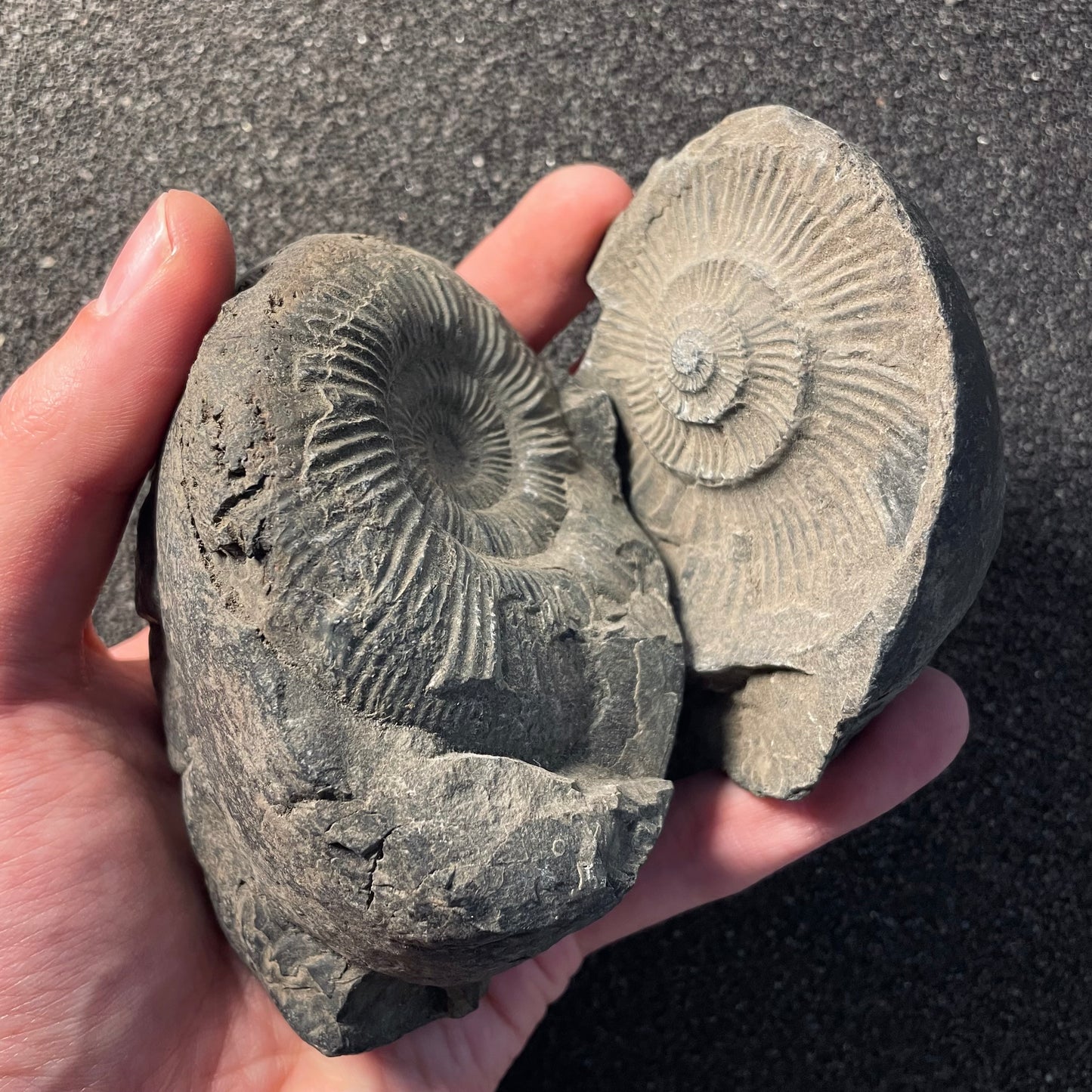 F2380 | Ammonite | Perisphinctidae indet.