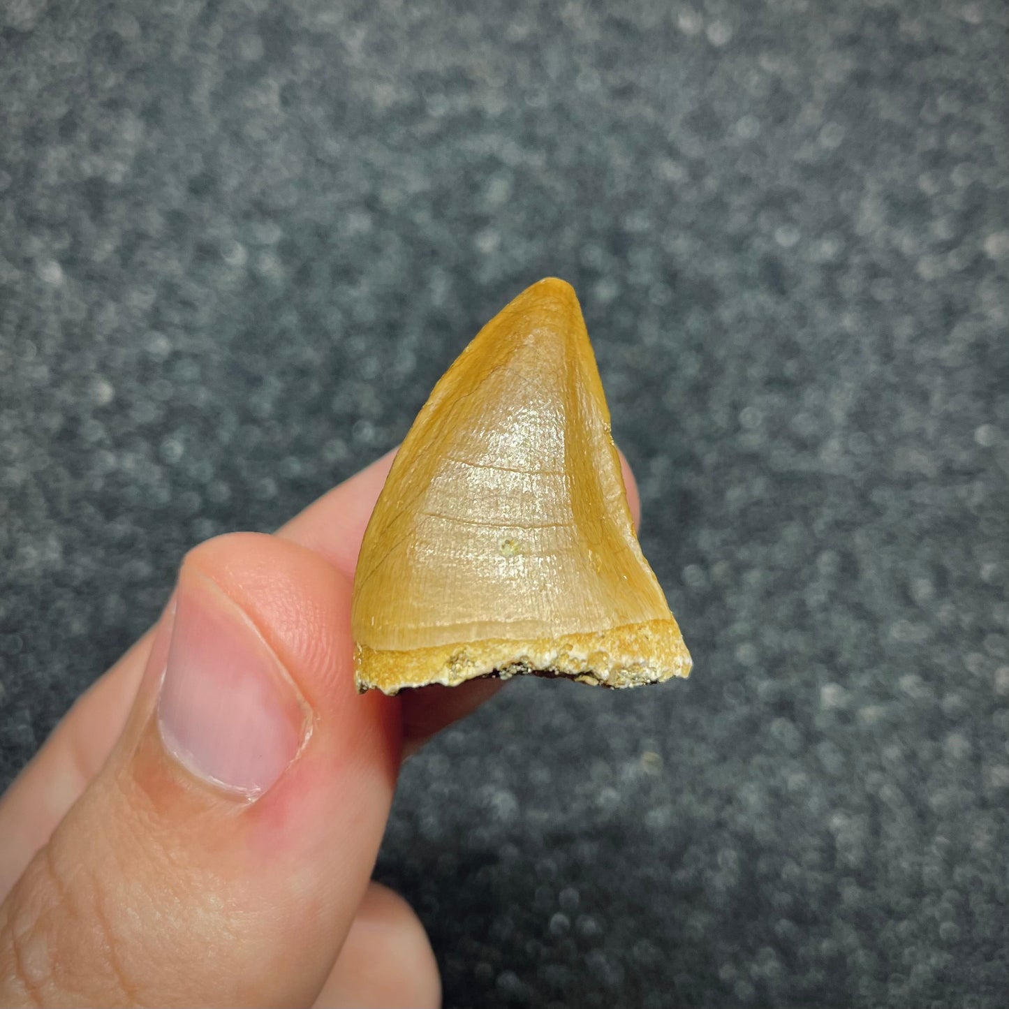 F2686 | Mosasauro | Prognathodon sp.