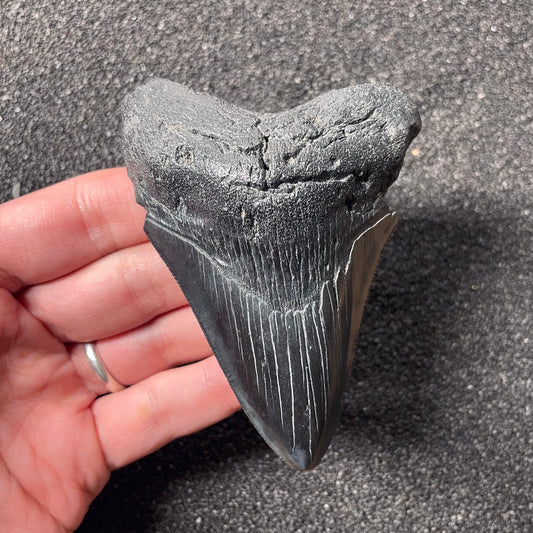 F2438 | Squalo | Otodus megalodon