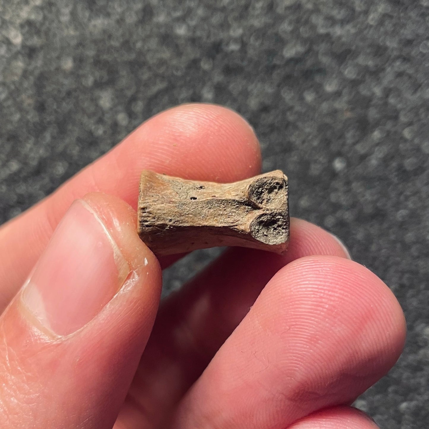 F2107 | Dinosauro | Dromaeosauridae indet.