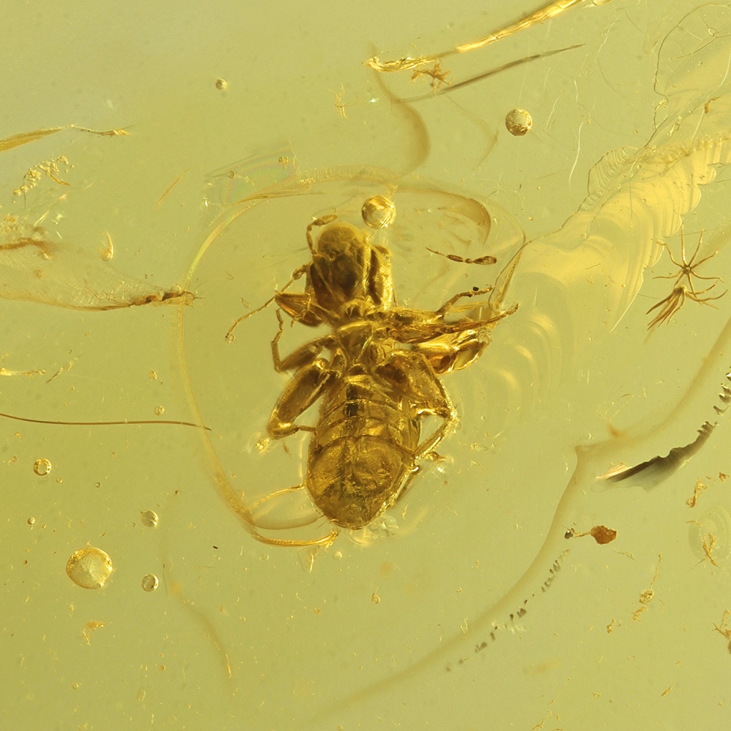 F2081 | Ambra con inclusione | Psocoptera indet.