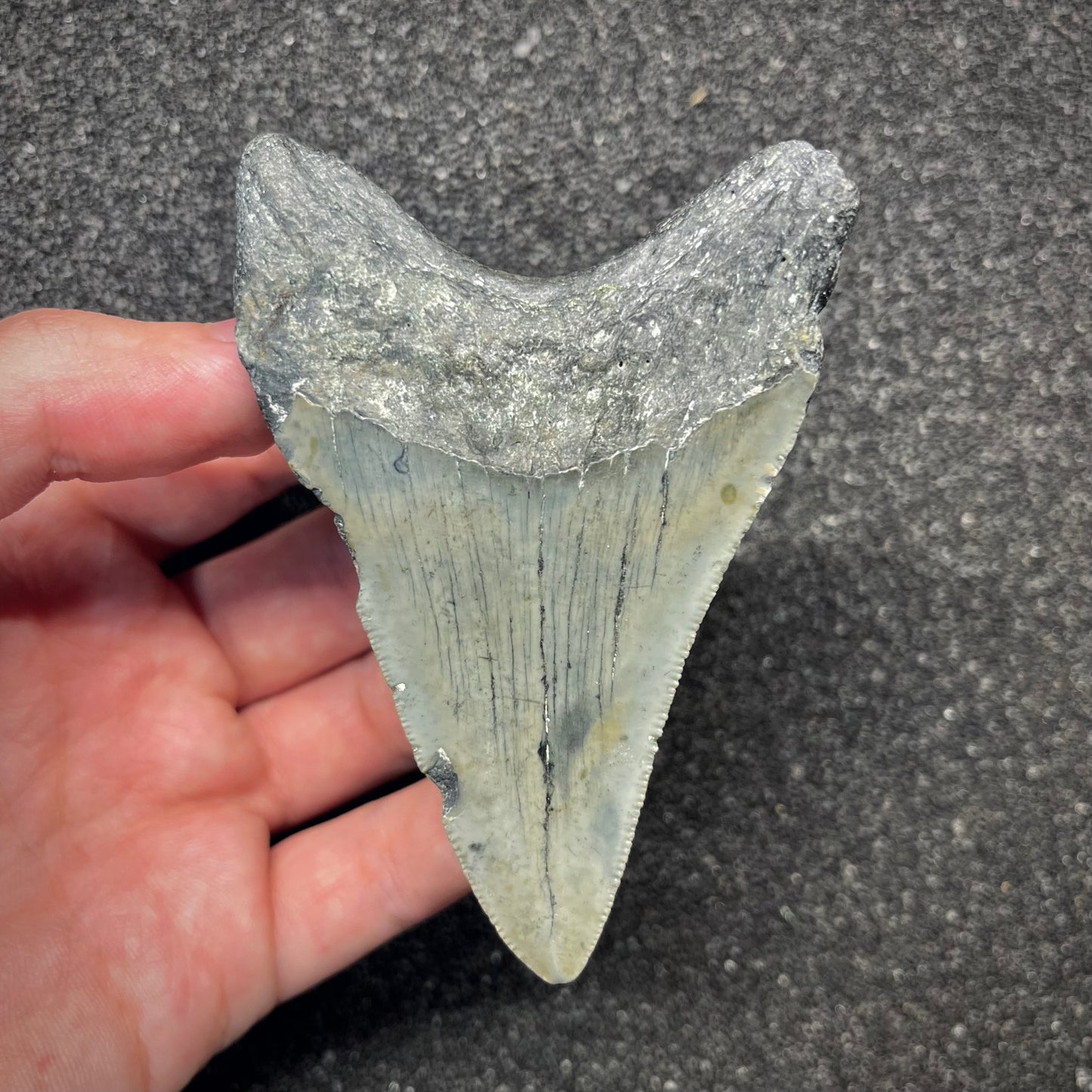 F2922 | Squalo | Otodus megalodon