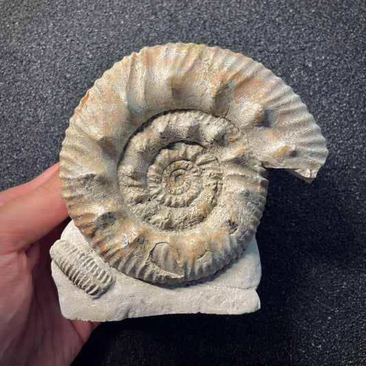 F1970 | Ammonite | Rehmannia sp.