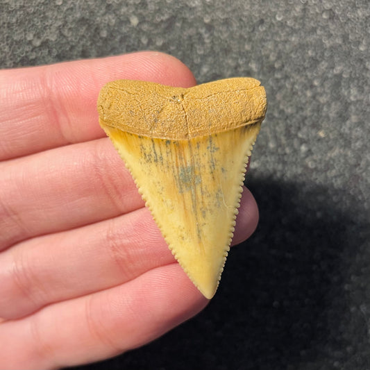 F2412 | Squalo | Carcharodon carcharias