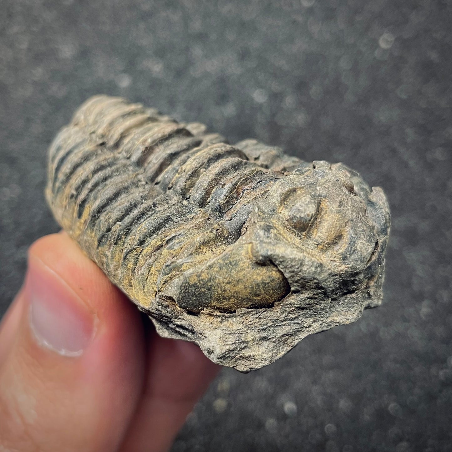 F2621 | Trilobite | Flexicalymene sp.
