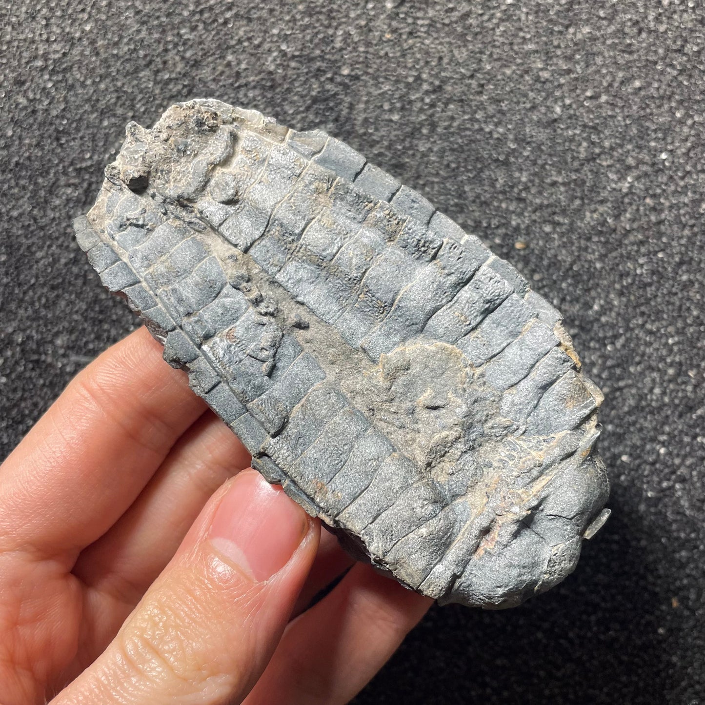 F2499 | Crinoide | Cupressocrinites sp.