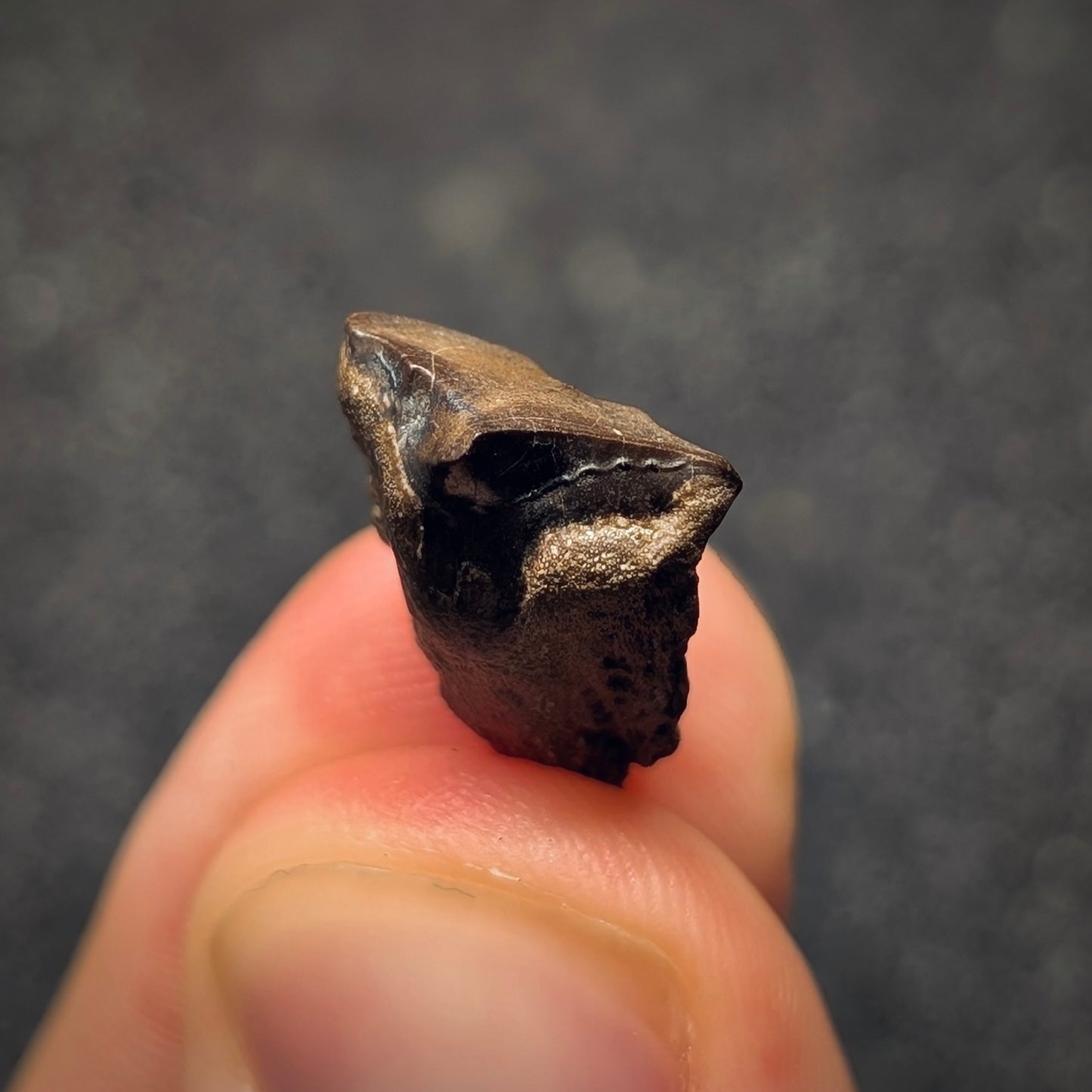 F2798 | Dinosauro | Triceratops sp.