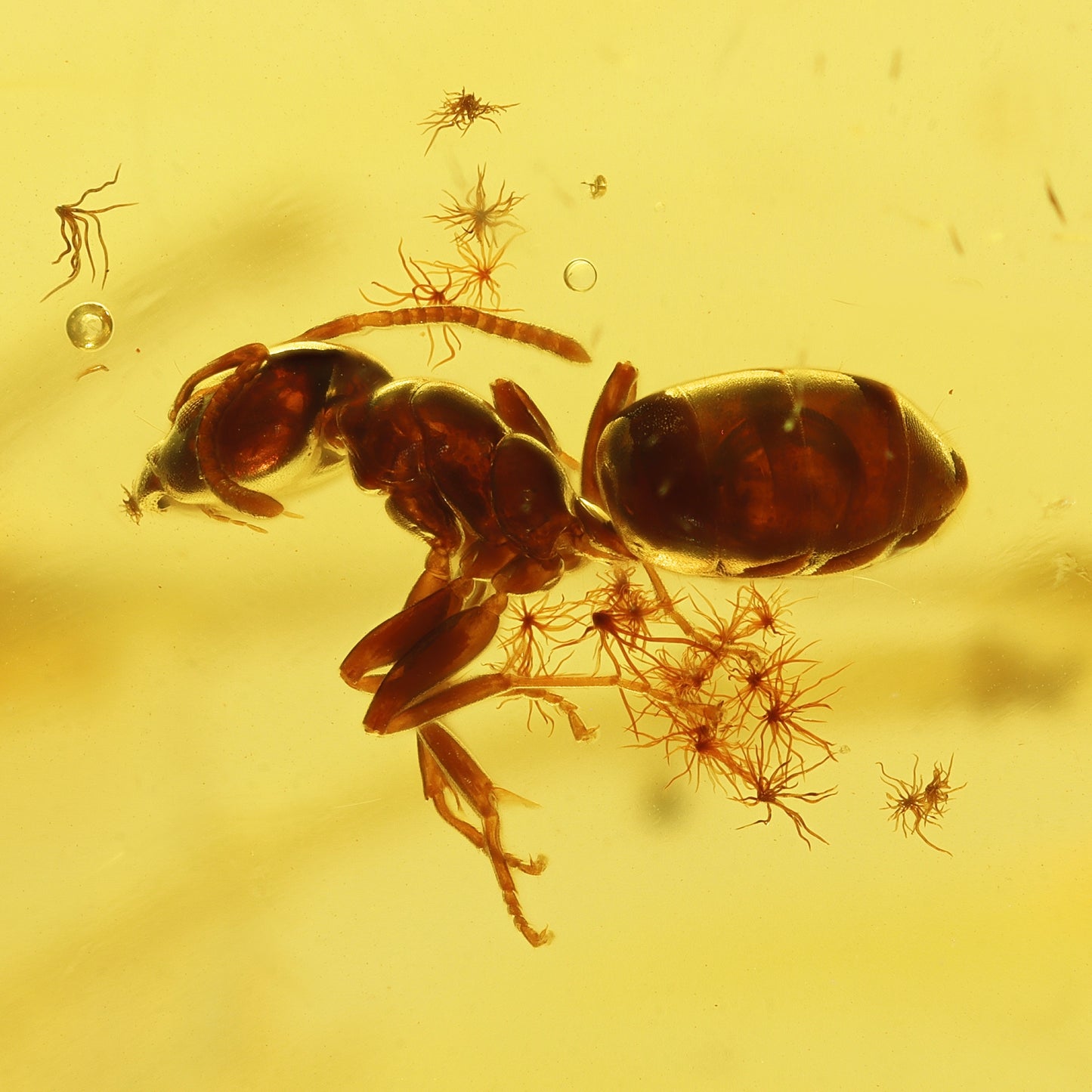 F2084 | Ambra con inclusione | Ctenobethylus goepperti