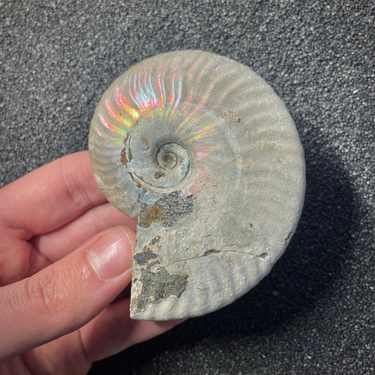 F2152 | Ammonite | Cleoniceras sp.