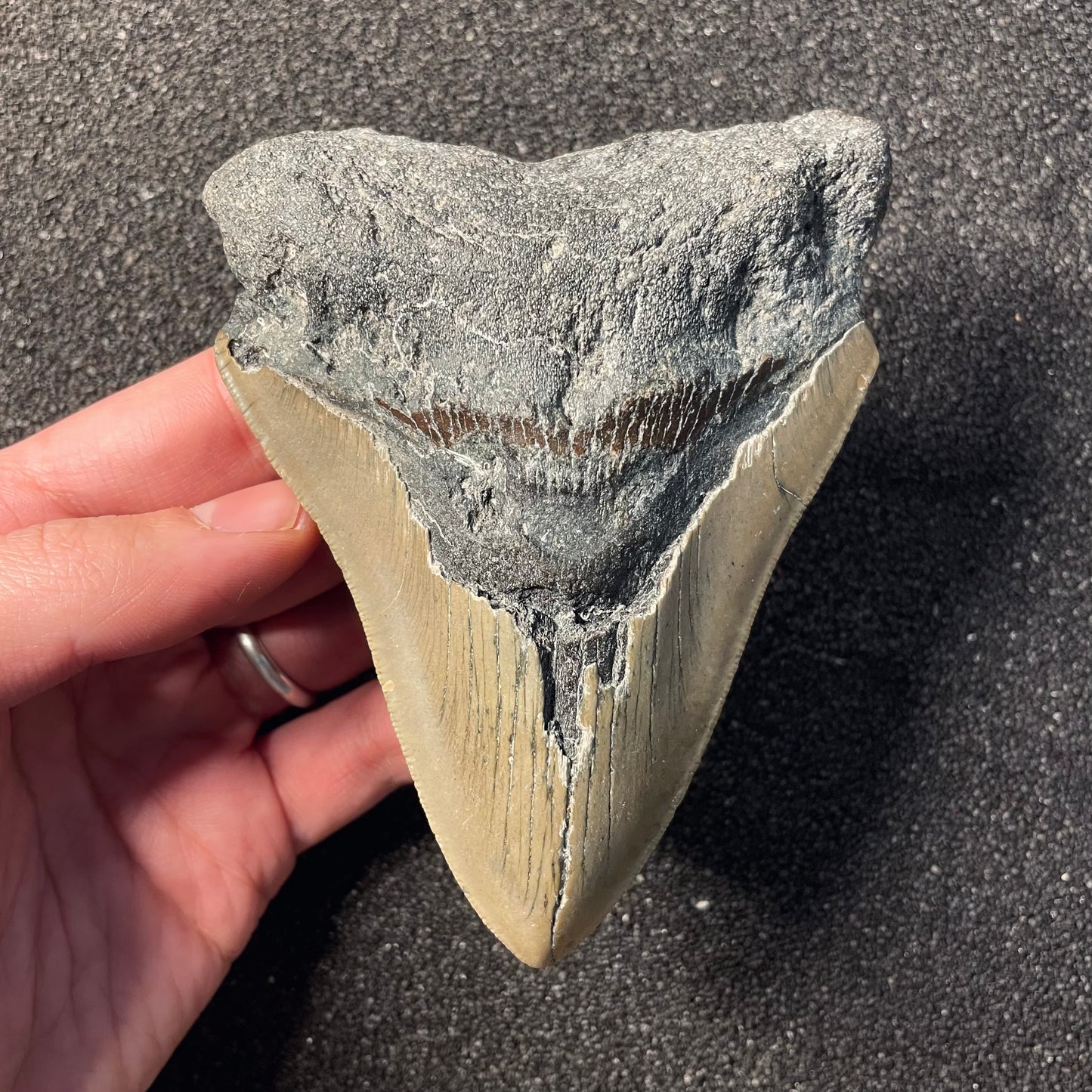 F2362 | Squalo | Otodus megalodon