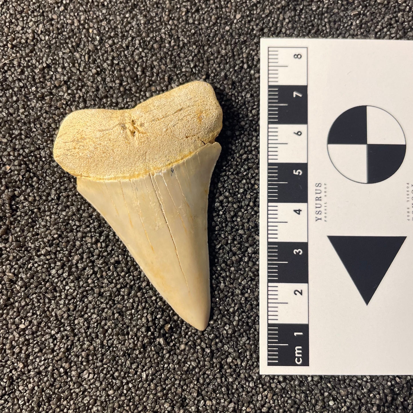 F2312 | Squalo | Carcharodon hastalis
