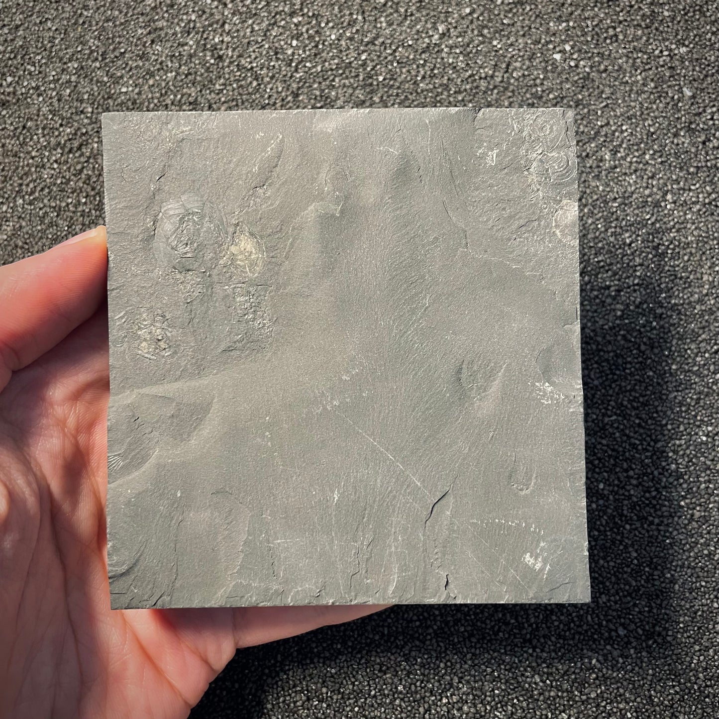 F2164 | Ammonite | Dactylioceras commune