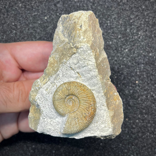 F2896 | Ammonite | Ataxioceras sp.