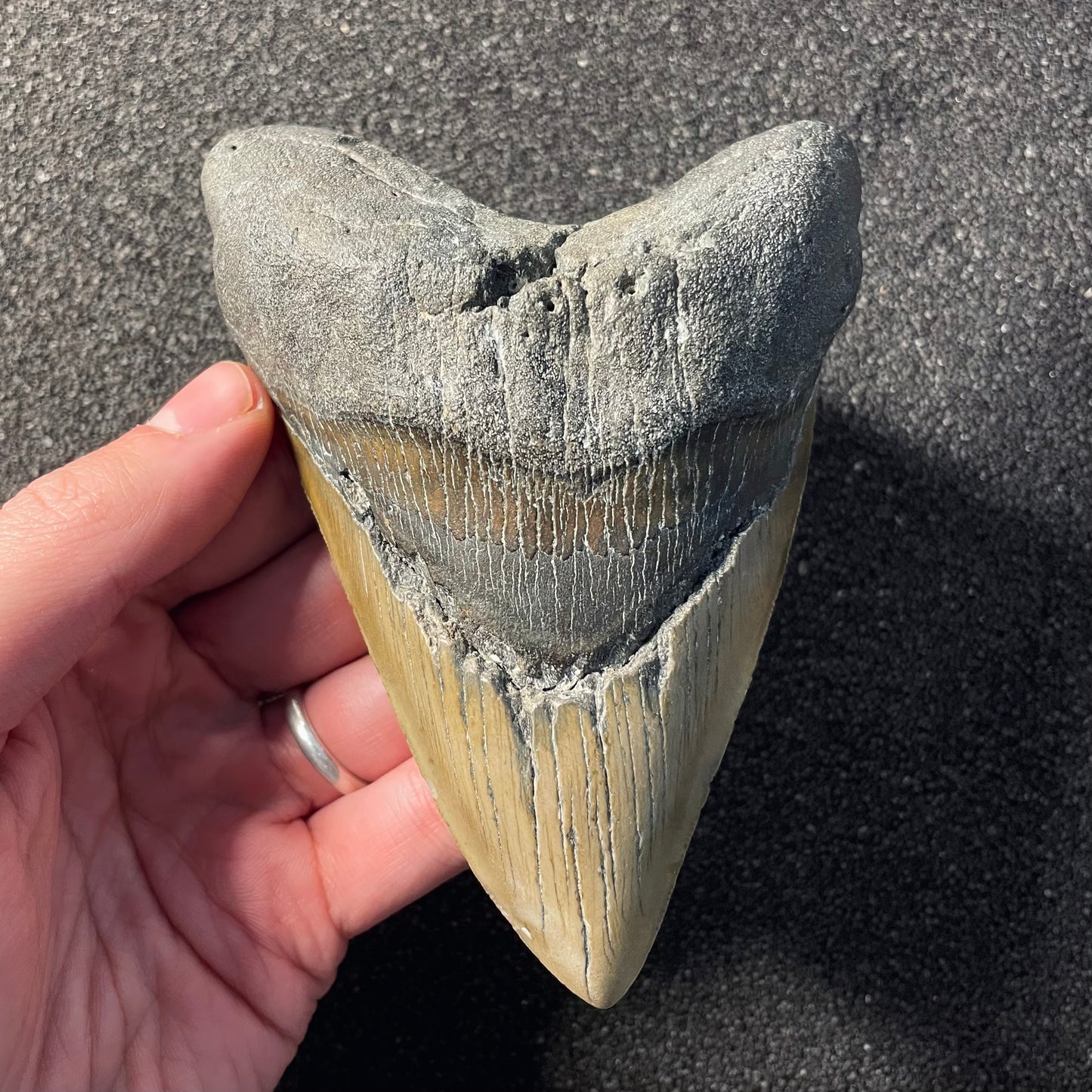 F2359 | Squalo | Otodus megalodon