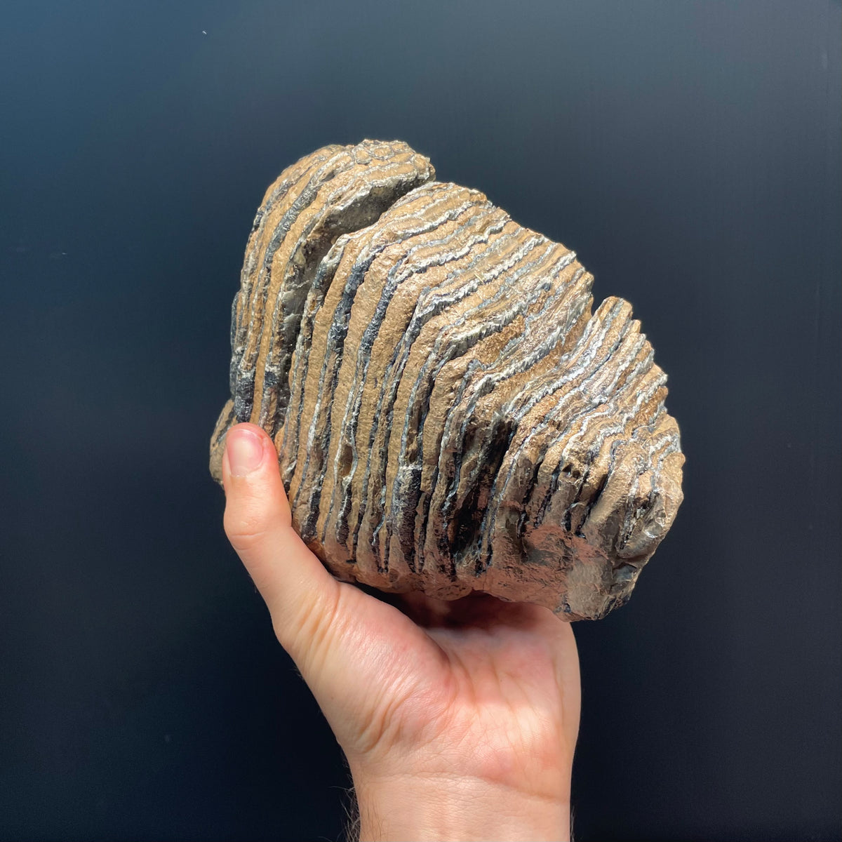 F3080 | Mammut | Mammuthus sp.