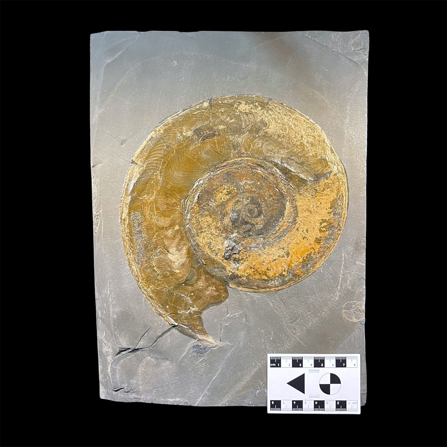 F2789 | Ammonite | Harpoceras falcifer