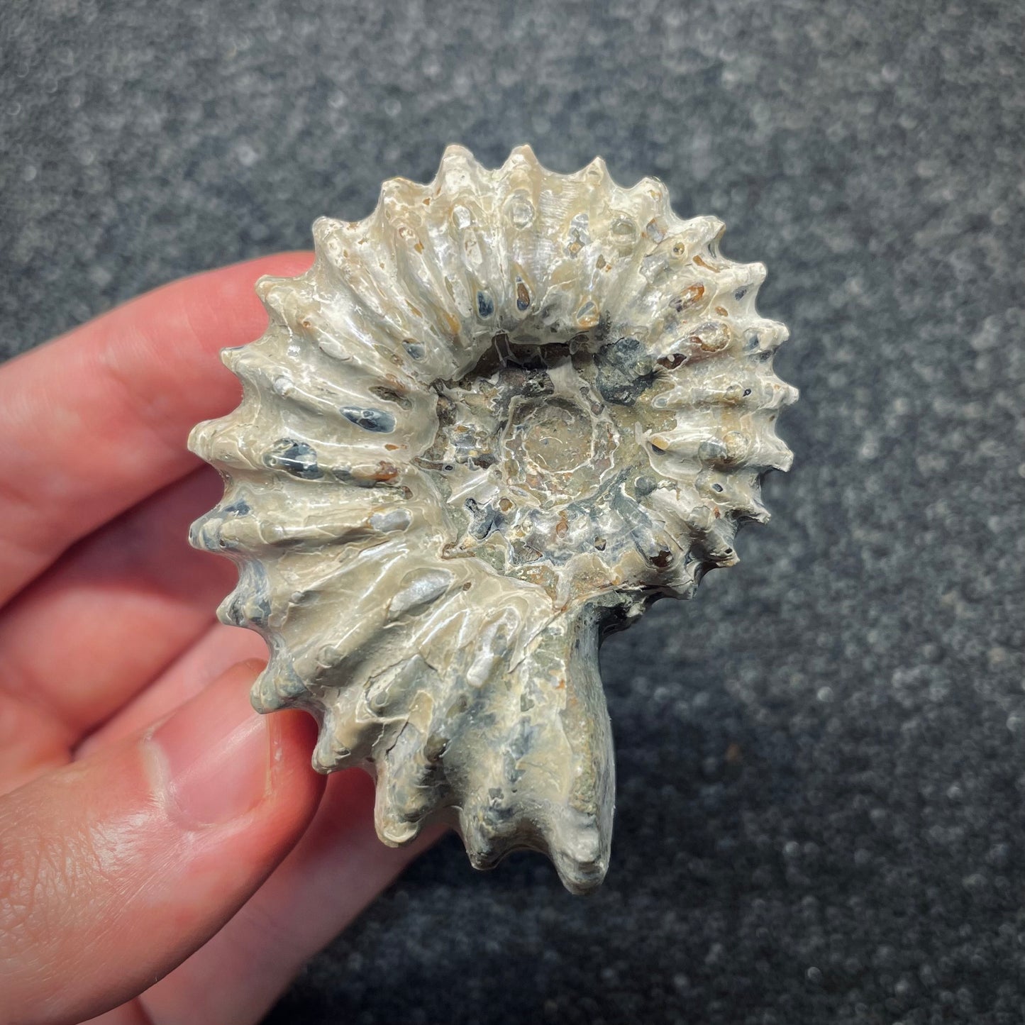 F2656 | Ammonite | Douvilleiceras sp.