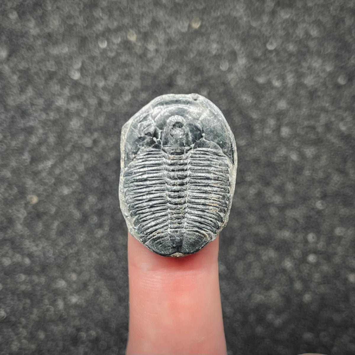 F3017 | Trilobite | Elrathia kingii