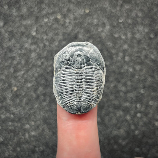 F3017 | Trilobite | Elrathia kingii