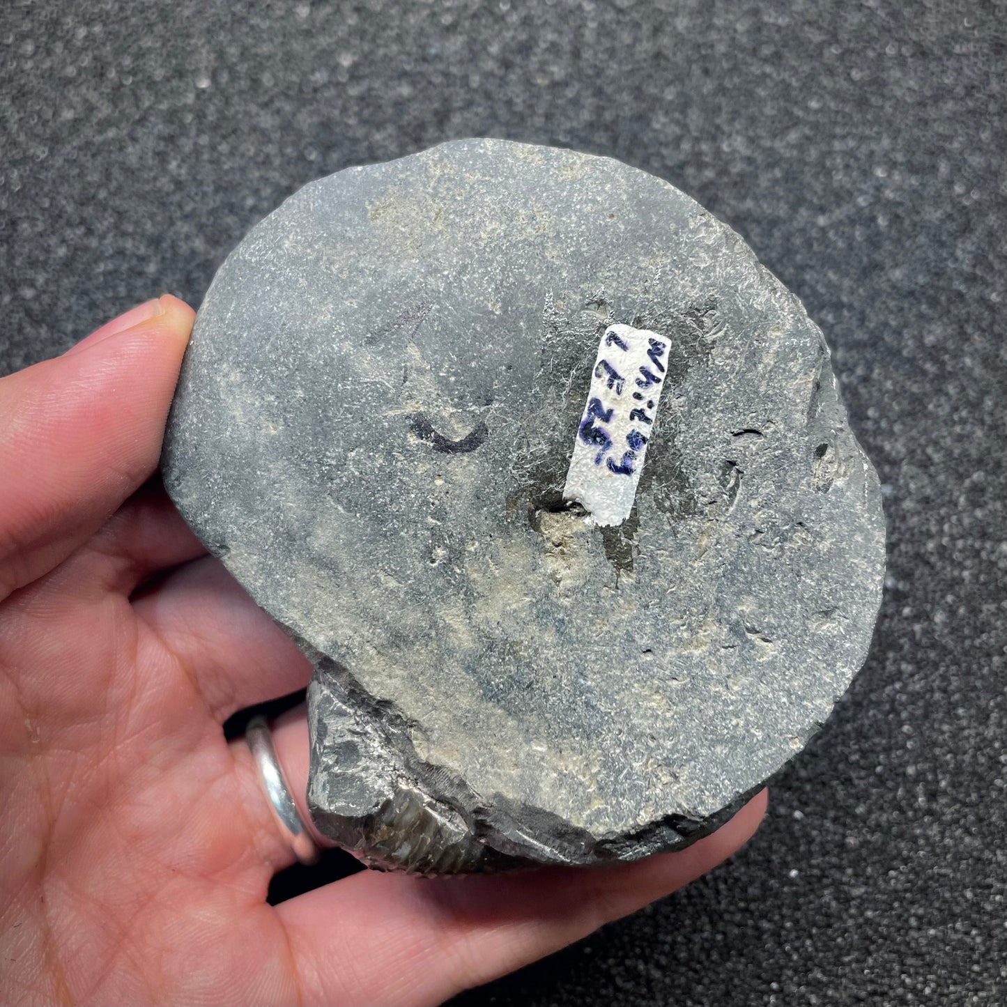 F2808 | Ammonite | Dactylioceras commune