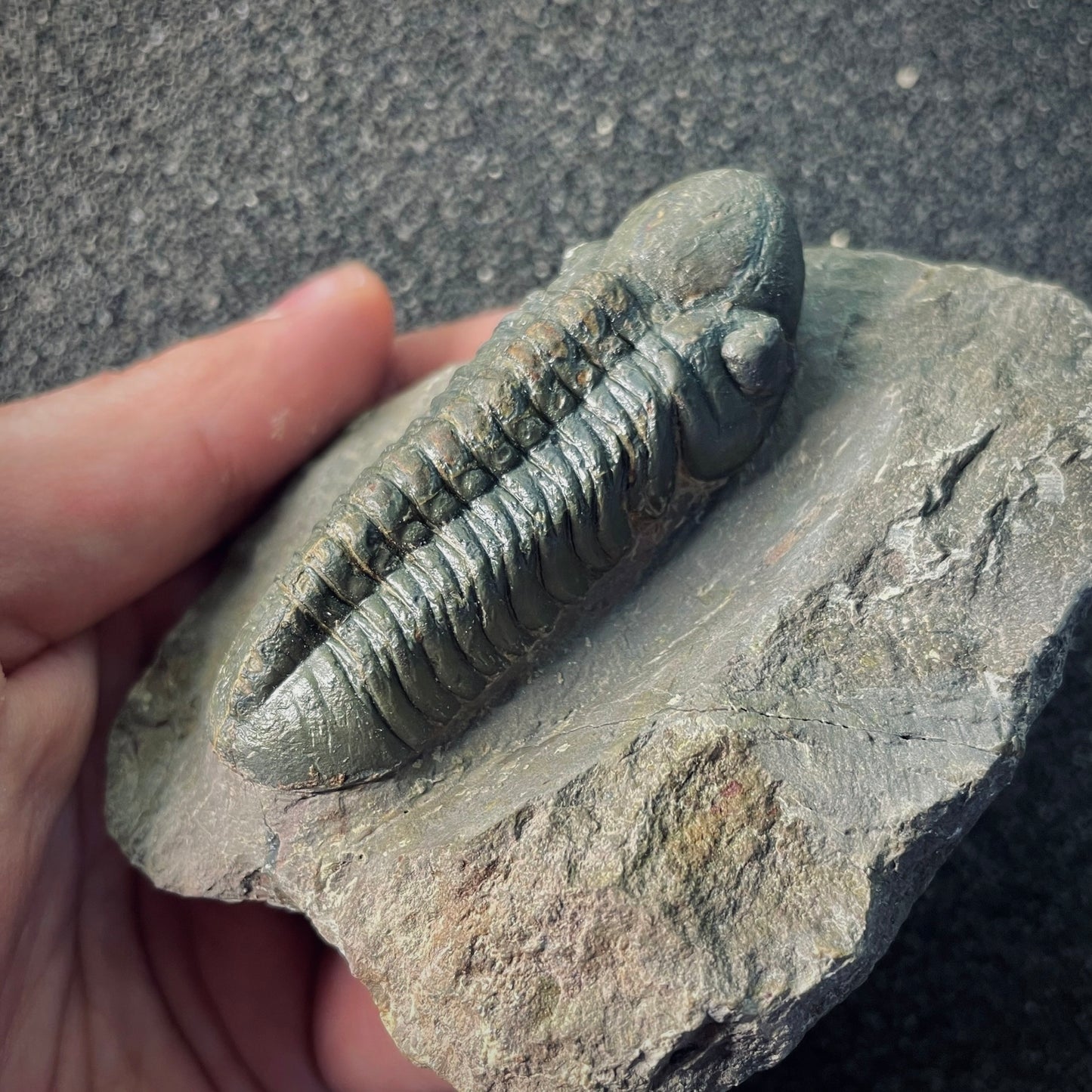 F2607 | Trilobite | Phacopidae indet.