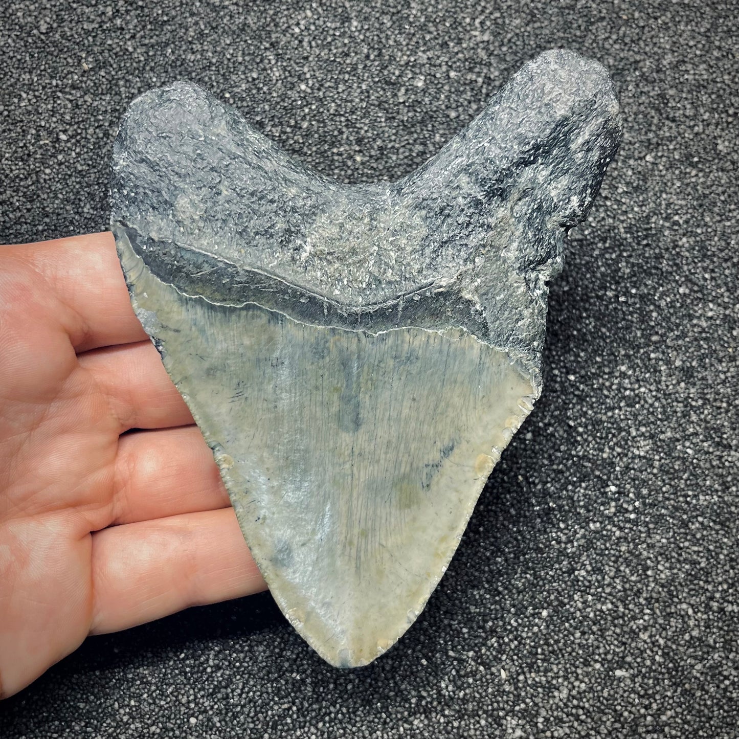 F2773 | Squalo | Otodus megalodon