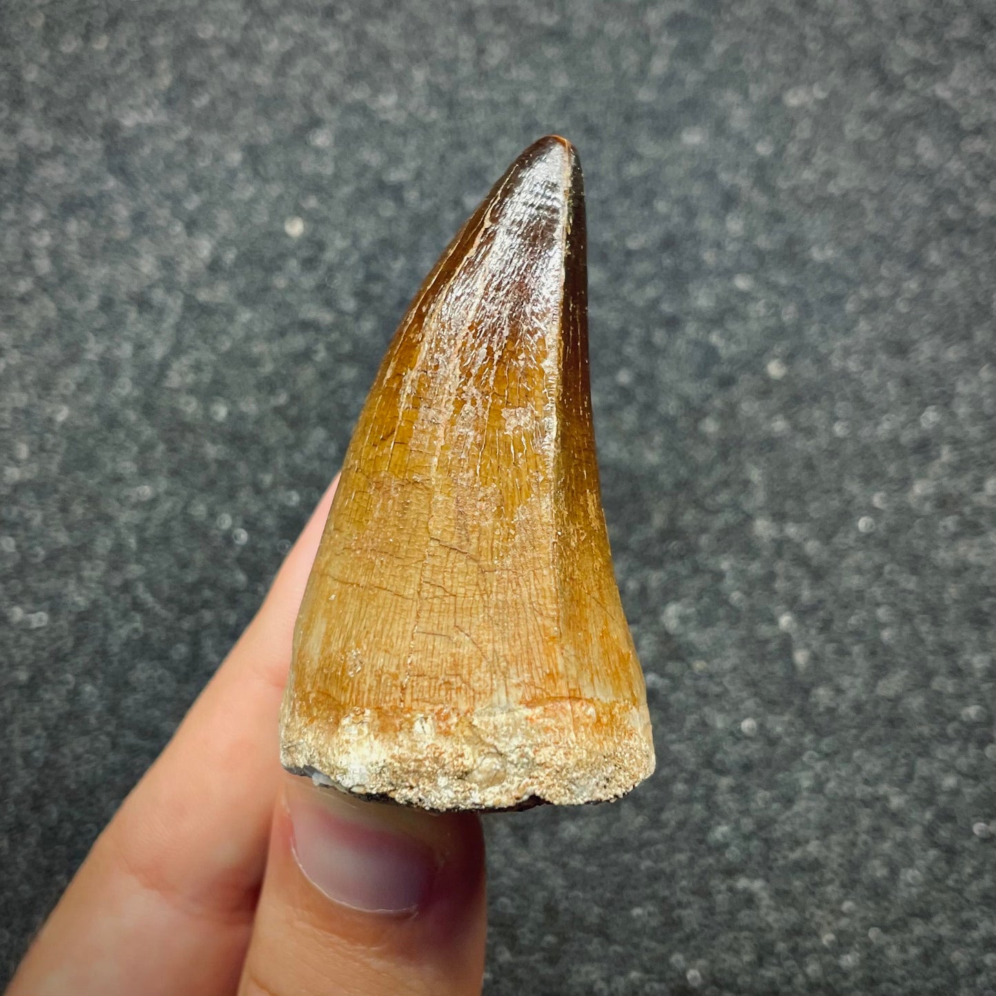 F2691 | Mosasauro | Prognathodon sp.