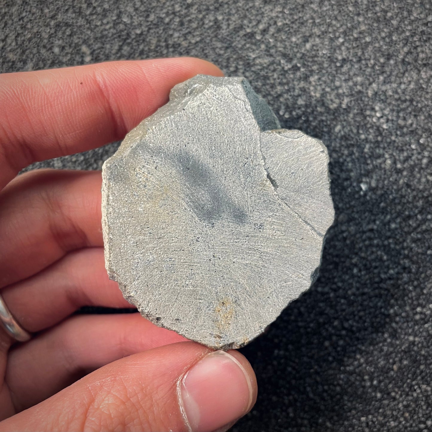 F2591 | Trilobite | Gerastos tuberculatus