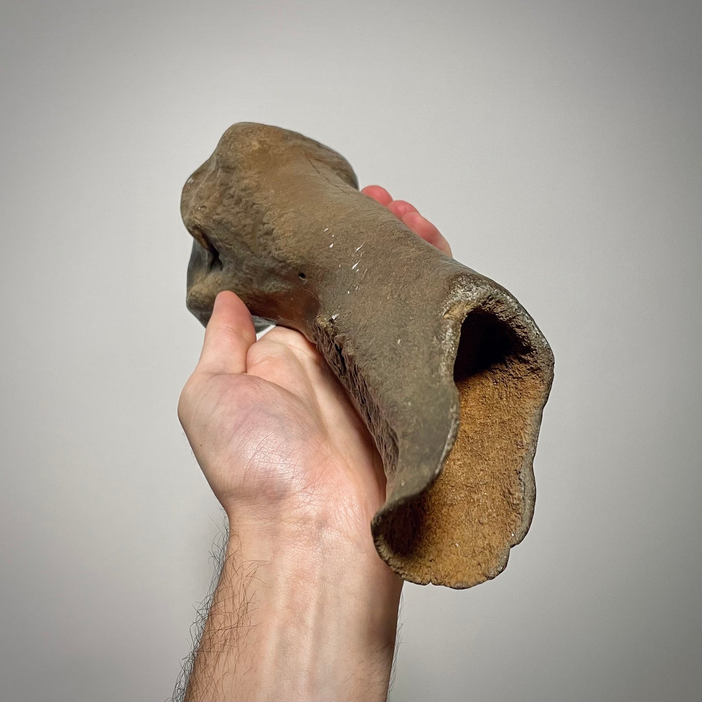 F2444 | Rinoceronte lanoso | Coelodonta sp.