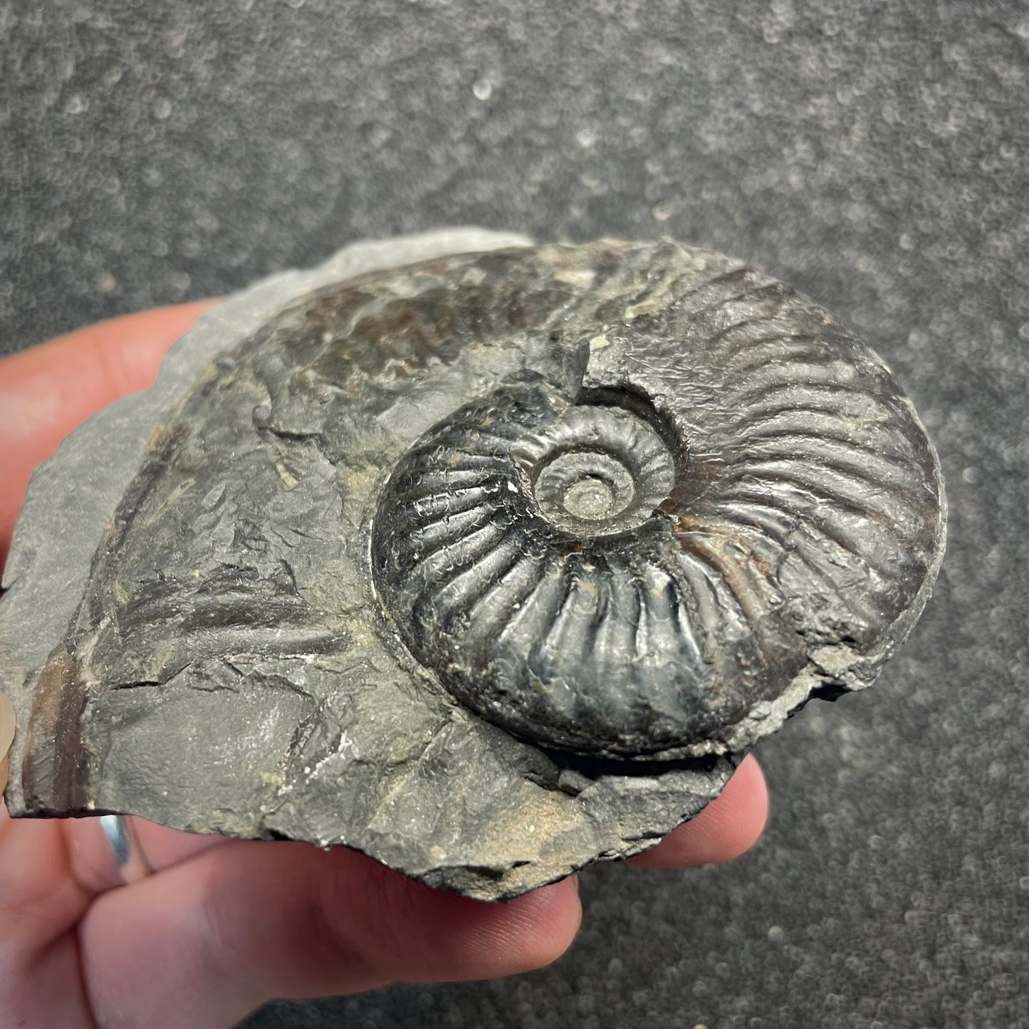 F2816 | Ammonite | Harpoceras sp.