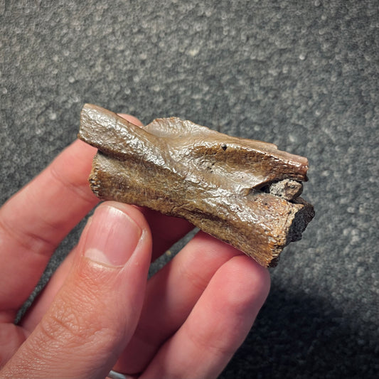 F2049 | Dinosauro | Ornithomimidae indet.