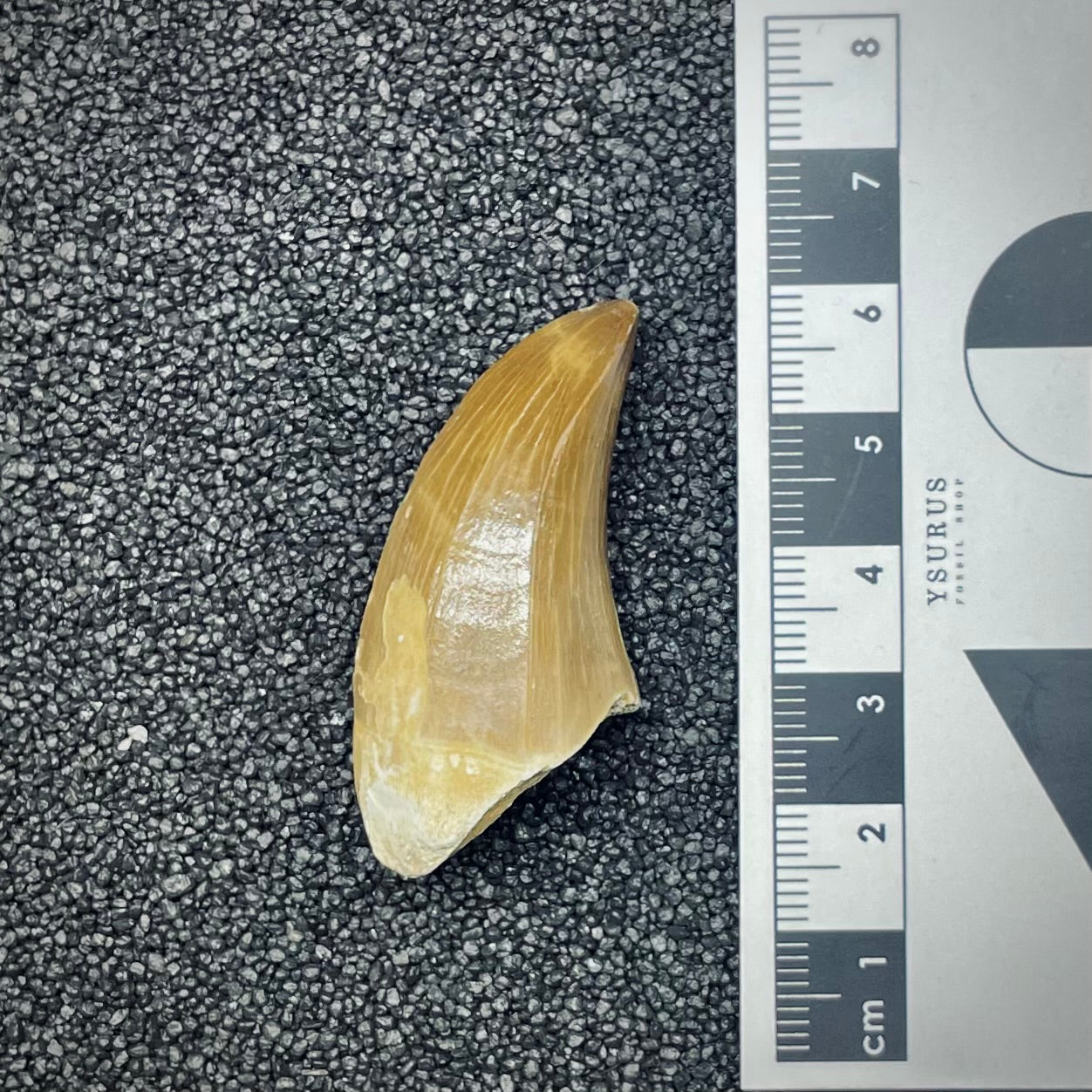 F2687 | Mosasauro | Prognathodon sp.
