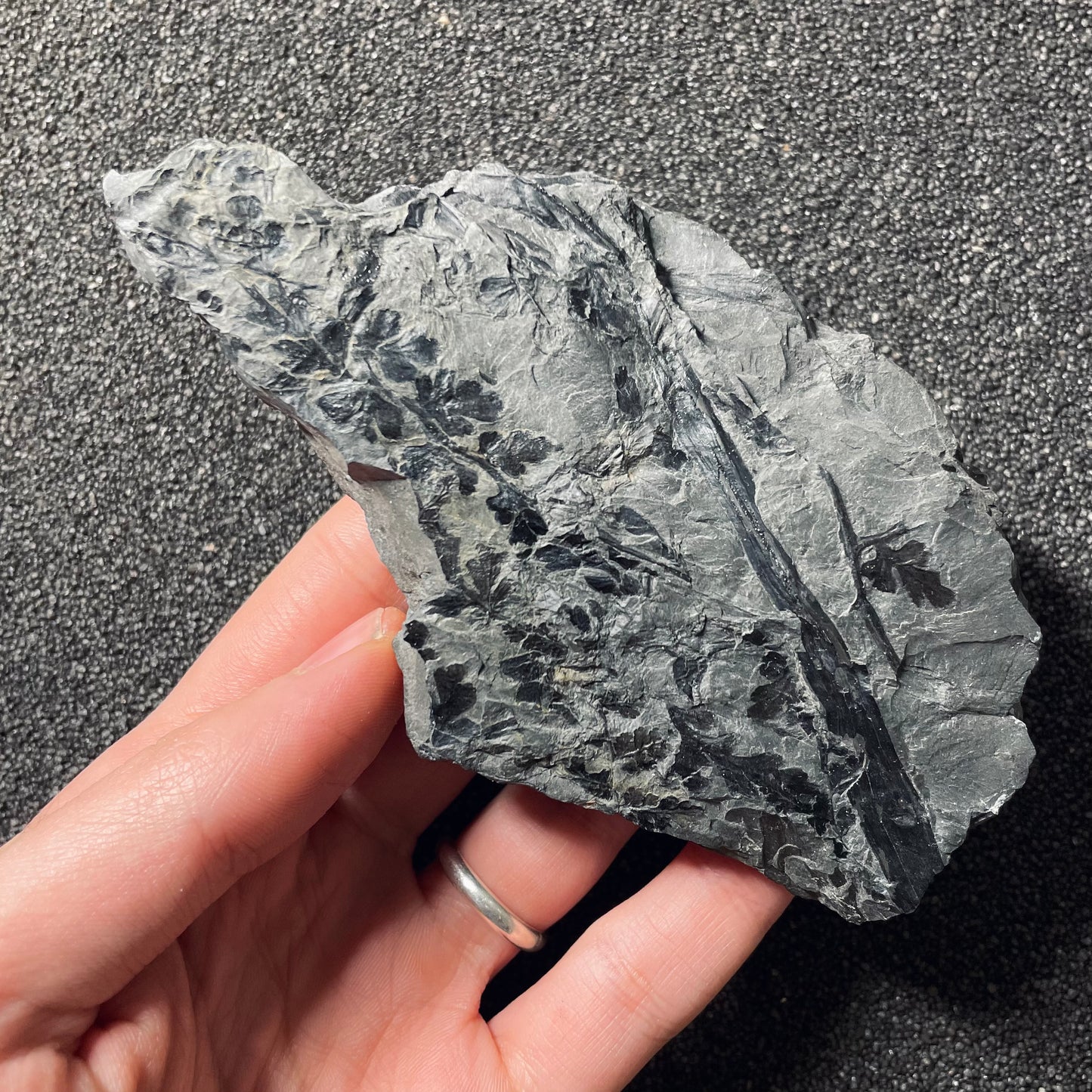 F2488 | Pianta | Palmatopteris sarana