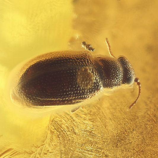 F2078 | Ambra con inclusione | Latridiidae indet.