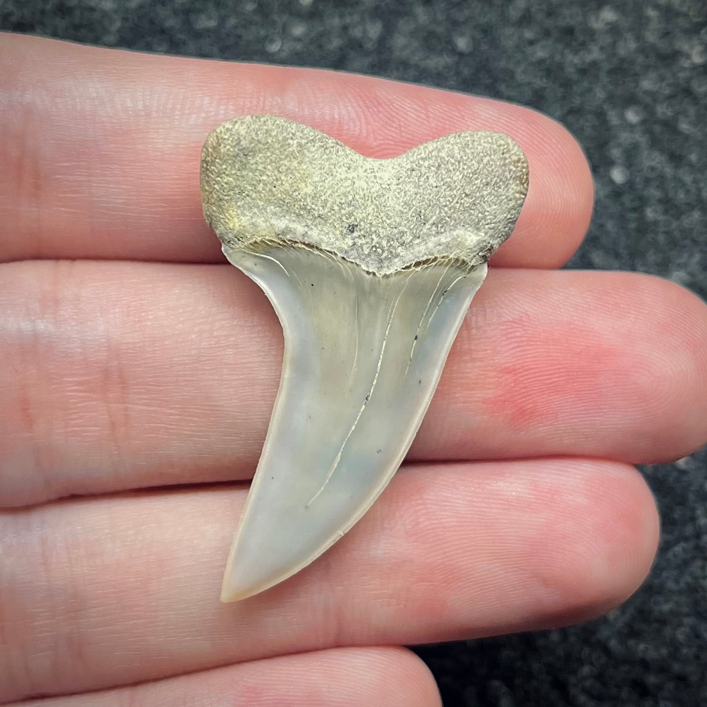 F2747 | Squalo | Carcharodon planus