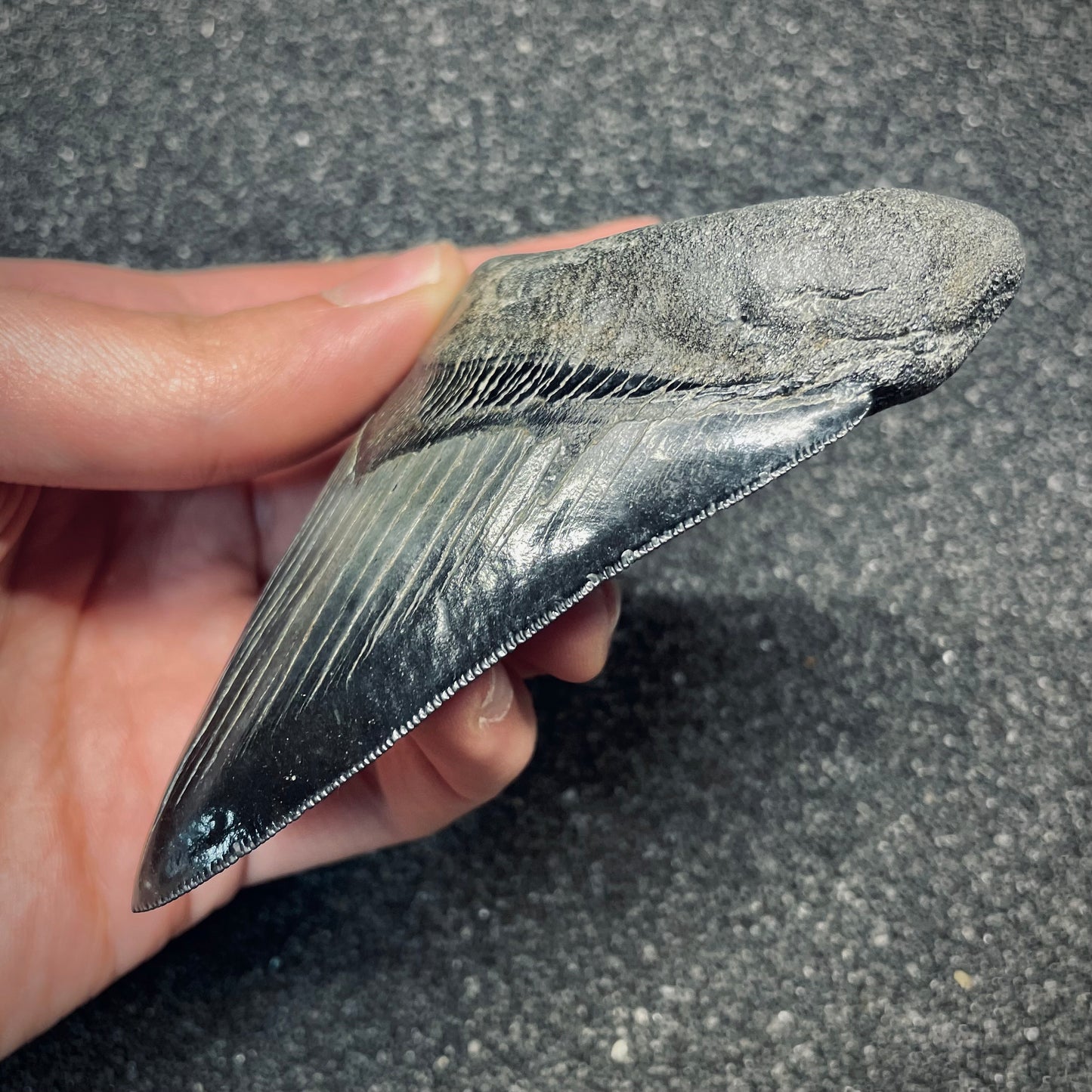 F2630 | Squalo | Otodus megalodon