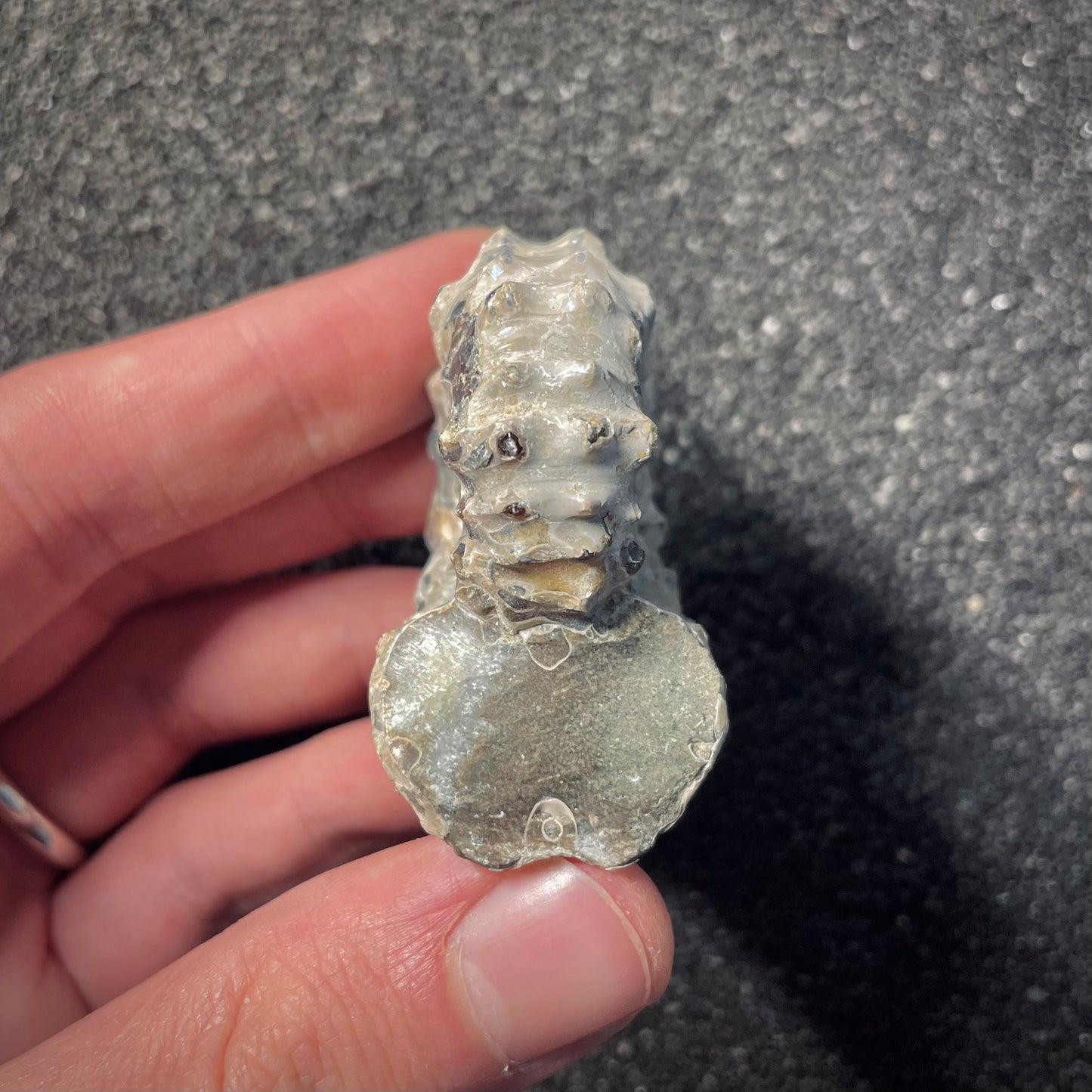 F2160 | Ammonite | Douvilleiceras sp.